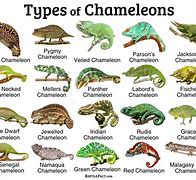 Image result for Lizard Identification Chart