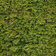 Image result for Hedge Texture Game
