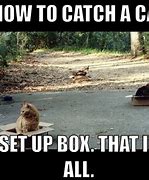 Image result for Funny Cat Trap Memes