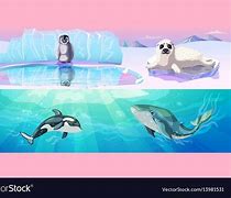 Image result for Seal Animal Swimming