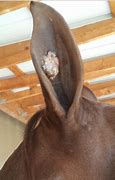 Image result for Horse Ear Tumor