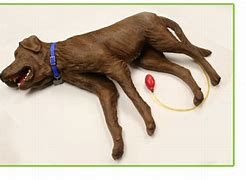 Image result for CPR Dog Manikin