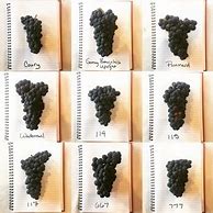 Image result for Ramian Estate Pinot Noir 3 Clone Selection