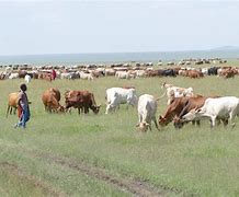 Image result for Cattle Starve Kenya