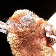 Image result for Bats in Japan