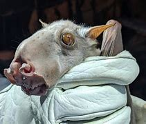Image result for South African Bats