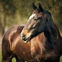 Image result for L Horse iPhone Wallpaper