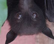 Image result for Bat Rescue
