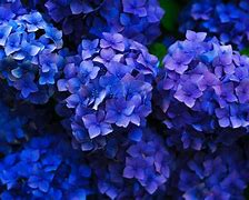 Image result for Dark Blue Hydrangea Flowers