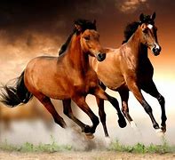 Image result for Horse Background HD