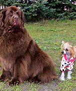 Image result for What Is the Biggest Dog Breed in the World