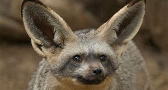 Image result for Animals with Ears On Either Side