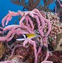 Image result for Exuma Cays Bahamas
