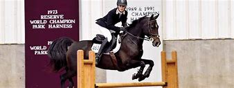 Image result for Morgan Horse Jumping