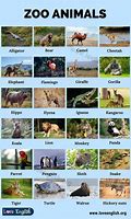 Image result for 100 Wild Animals
