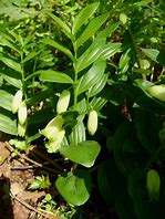 Polygonatum humile ପାଇଁ ପ୍ରତିଛବି ଫଳାଫଳ