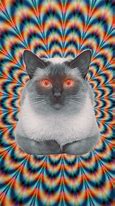 Image result for Trippy Cat Wallpapers for Laptop