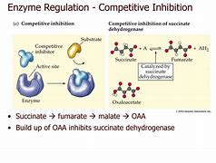 Image result for Metabolic Enzymes