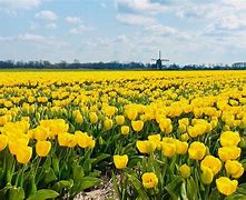 Image result for Tulips From Holland