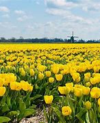 Image result for Holland Ohio Tulip
