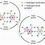 Image result for DNA Hairpin Structure