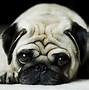 Image result for Cute Animal Wallpaper
