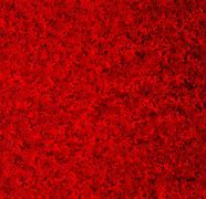 Image result for Red iPhone Wallpaper