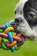 Image result for Cool Puppy Toys