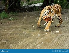 Image result for Tiger Eating Chicken