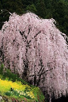 『川井峠のしだれ桜』吉野川・阿波・脇町(徳島県)の旅行記・ブログ by 電車音子さん【フォートラベル】