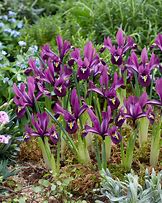 Iris reticulata Rejoice 的图像结果