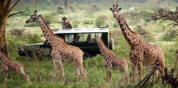 Image result for Masai Mara Safari