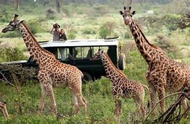 Image result for African Safari Kenya