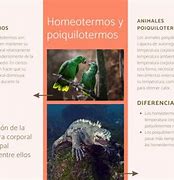 Image result for homeotermo