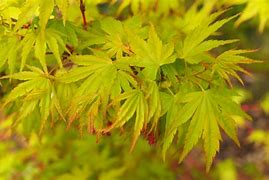 Image result for Acer palmatum Sangokaku