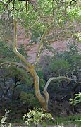 Image result for Arizona Sycamore