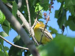 Image result for Baby Baltimore Oriole