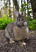 Image result for Wildflower Bunny Case