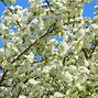 Image result for Show All Varieties of Crab Apple Trees