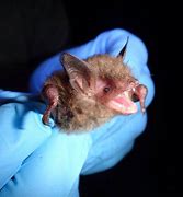 Image result for Indiana Bat Habitat