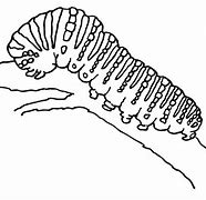 Image result for Molluscum Contagiosum Stages