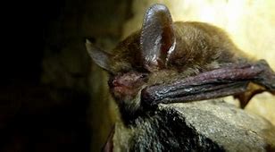 Image result for Wild Bat