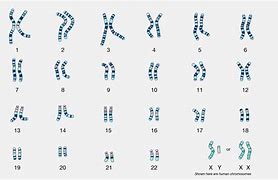 karyotype 的图像结果