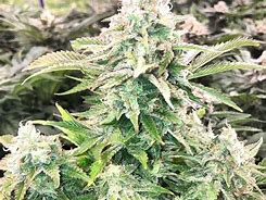 Image result for Fire OG Marijuana Strain