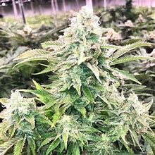 Image result for Fire OG Kush Seeds