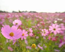 Image result for Pink Cosmos Flowers