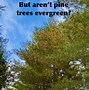 Image result for White Pine Needle Drop