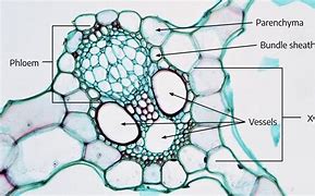 Image result for Cell Bundles