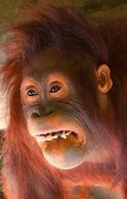 Image result for Orangutan Funny Face