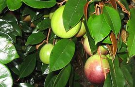 Image result for Chrysophyllum Cainito